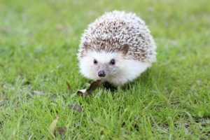 hedgehog-663638_1920